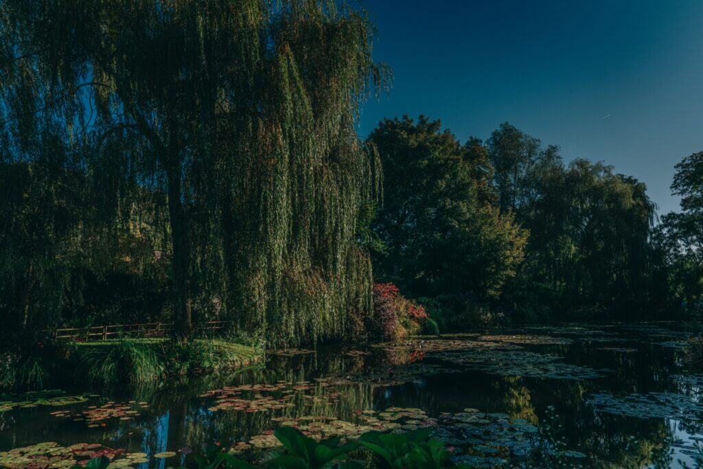 A lagoon at Claude Monet's garden in Giverny, France filled with lily pads surrounded by lush green trees. There is a giant willow tree in the foreground of the photo. The sky is blue and cloudless.
